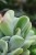 Kalanchoe oricula (Żyworódka) (2).JPG
