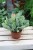 Kalanchoe oricula (Żyworódka) (3).JPG