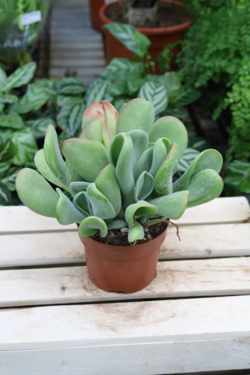 Kalanchoe oricula (Żyworódka) (3).JPG