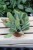 Kalanchoe oricula (Żyworódka) (4).JPG