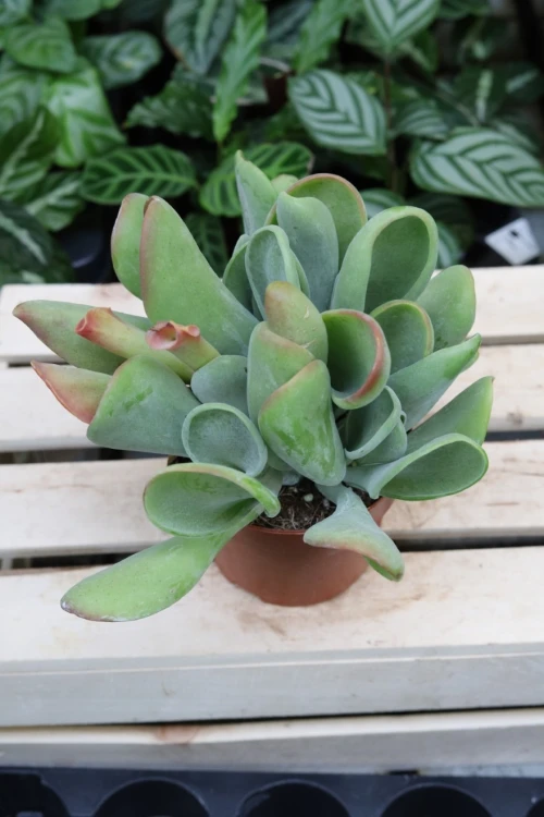 Kalanchoe oricula (Żyworódka) (4).JPG