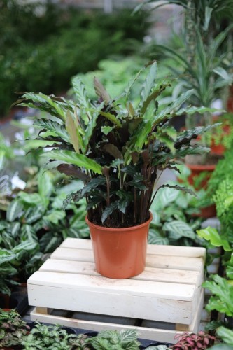 Calathea Rufibarba (Kalatea Falistolistna) XL  (1).JPG