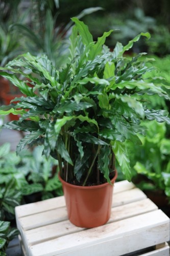 Calathea Rufibarba Blue Grass (Kalatea Falistolistna) XL (1).JPG