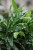 Calathea Rufibarba Blue Grass (Kalatea Falistolistna) XL (2).JPG