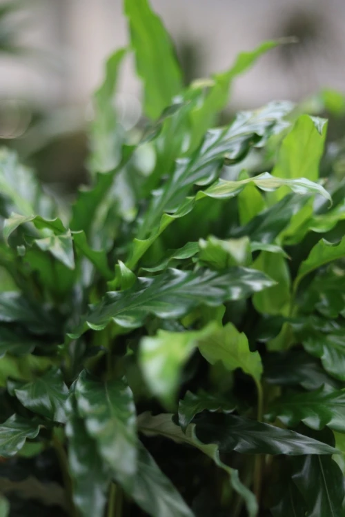 Calathea Rufibarba Blue Grass (Kalatea Falistolistna) XL (2).JPG
