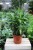 Calathea Rufibarba Blue Grass (Kalatea Falistolistna) XL (3).JPG
