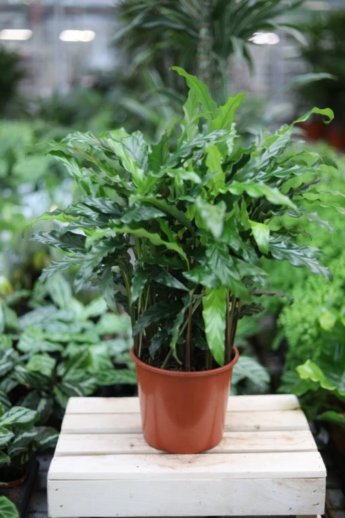 Calathea Rufibarba Blue Grass (Kalatea Falistolistna) XL (3).JPG