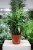 Calathea Rufibarba Blue Grass (Kalatea Falistolistna) XL (4).JPG