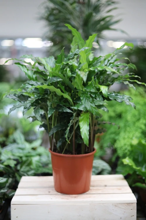 Calathea Rufibarba Blue Grass (Kalatea Falistolistna) XL (4).JPG