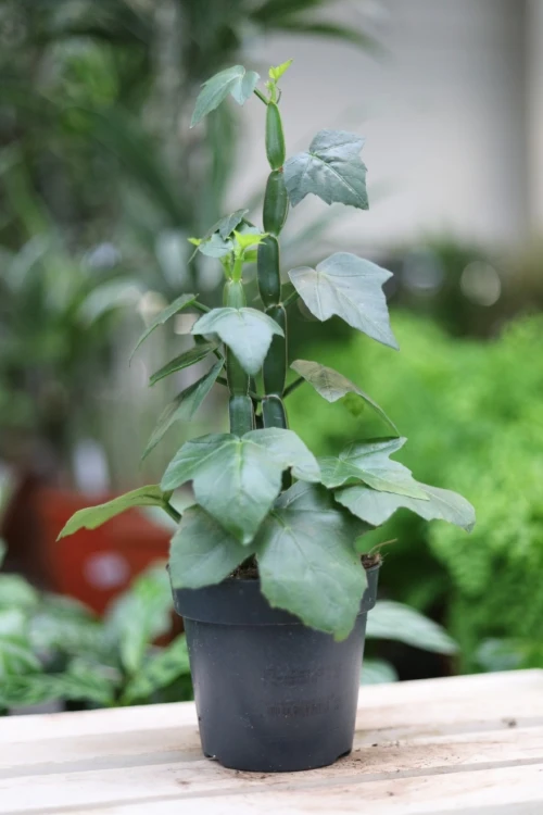 Cissus quadrangularis  (1).JPG