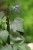 Cissus quadrangularis  (2).JPG