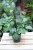 Cissus quadrangularis  (4).JPG