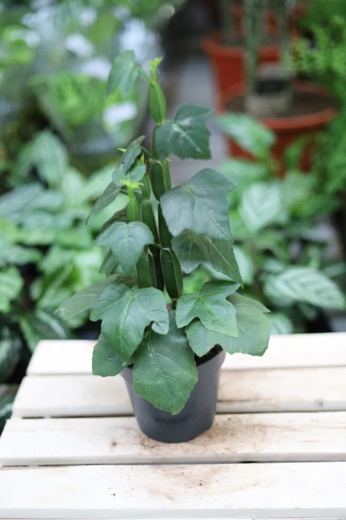 Cissus quadrangularis  (4).JPG