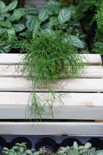 Rhipsalis baccifera oasis (1).JPG