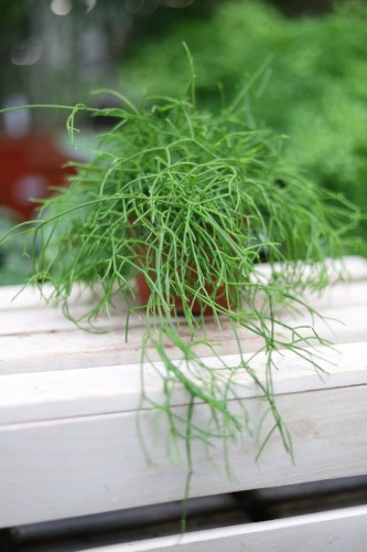 Rhipsalis baccifera oasis (2).JPG