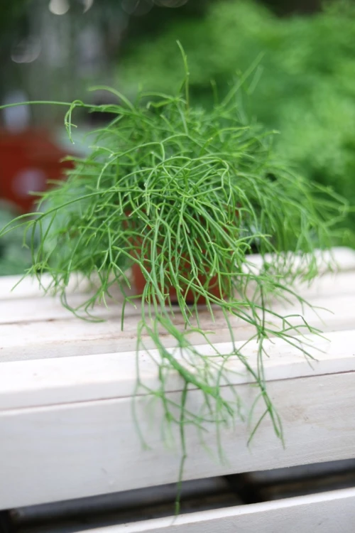 Rhipsalis baccifera oasis (2).JPG