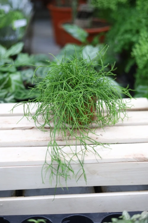 Rhipsalis baccifera oasis (3).JPG