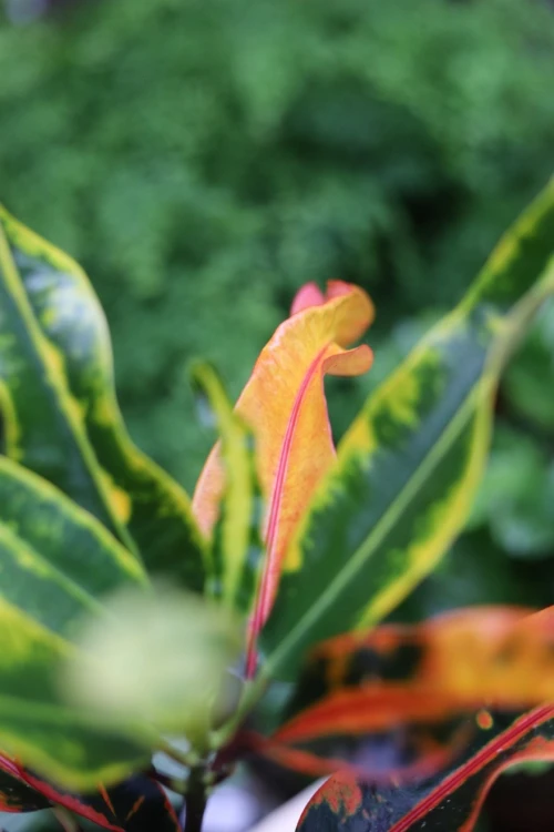 Codiaeum variegatum 'Mammi'  (2).JPG