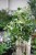 Cissus rhombifolia ‘Ellen Danica’ (Cissus rombolistny) (2).JPG