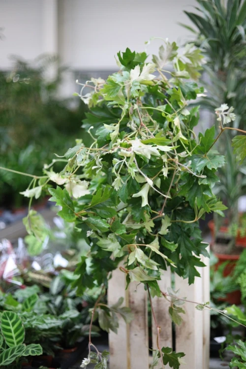 Cissus rhombifolia ‘Ellen Danica’ (Cissus rombolistny) (2).JPG
