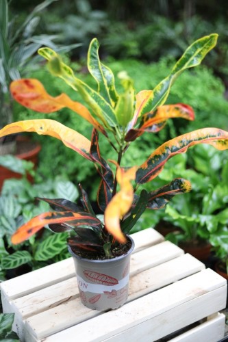Codiaeum variegatum 'Mammi'  (1).JPG