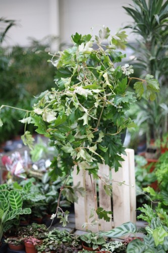 Cissus rhombifolia ‘Ellen Danica’ (Cissus rombolistny) (3).JPG
