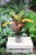 Codiaeum variegatum 'Mammi'  (3).JPG