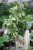 Cissus rhombifolia ‘Ellen Danica’ (Cissus rombolistny) (4).JPG