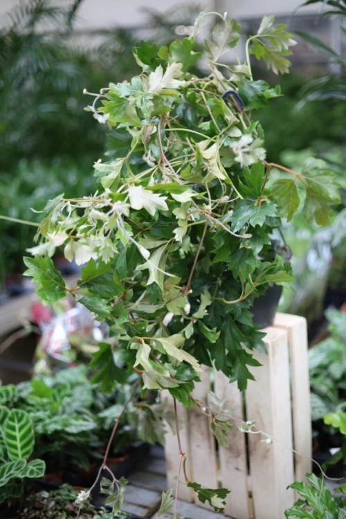 Cissus rhombifolia ‘Ellen Danica’ (Cissus rombolistny) (4).JPG