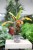 Codiaeum variegatum 'Mammi'  (4).JPG