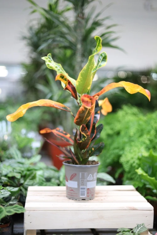 Codiaeum variegatum 'Mammi'  (4).JPG