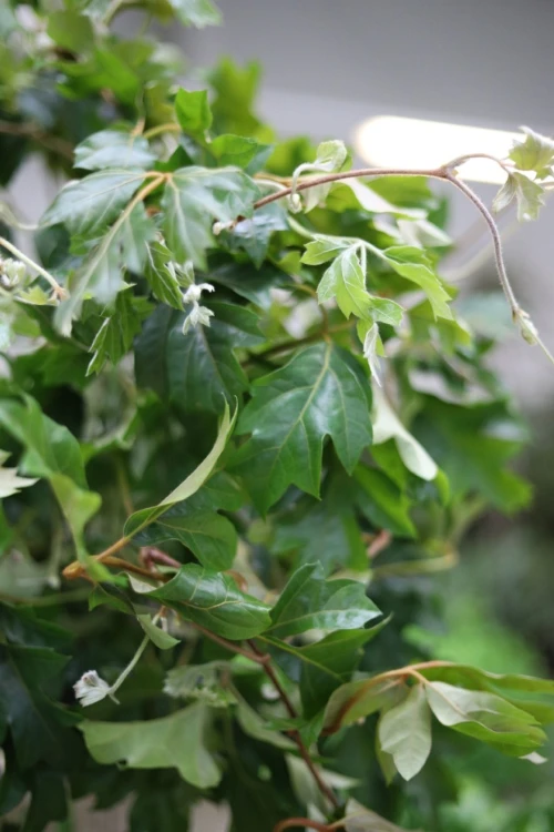 Cissus rhombifolia ‘Ellen Danica’ (Cissus rombolistny) (5).JPG