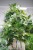 Cissus rhombifolia ‘Ellen Danica’ (Cissus rombolistny) (1).JPG