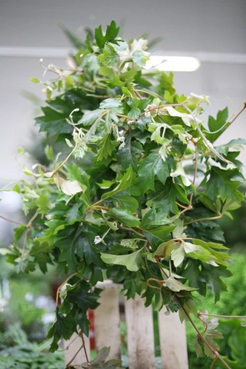 Cissus rhombifolia ‘Ellen Danica’ (Cissus rombolistny) (1).JPG