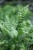 Nephrolepis Green Moment (1).JPG