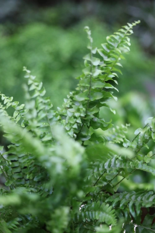 Nephrolepis Green Moment (1).JPG