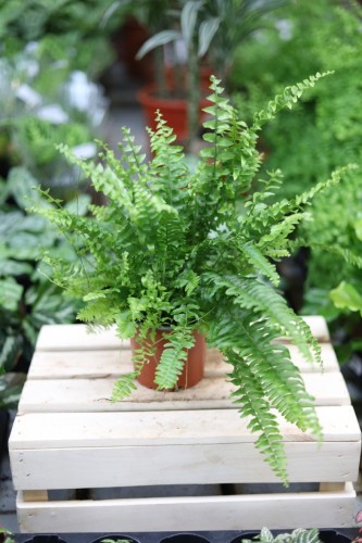 Nephrolepis Green Moment (2).JPG