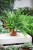 Nephrolepis Green Moment (3).JPG