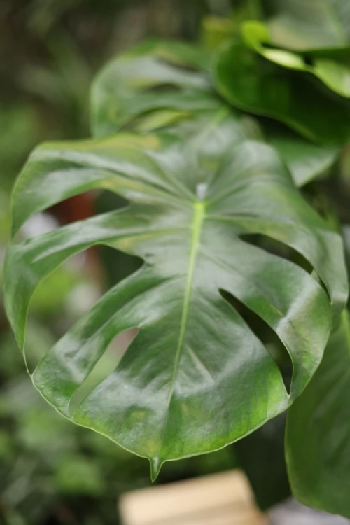 Monstera Deliciosa XL (3).JPG
