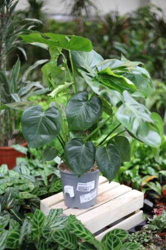 Monstera Deliciosa XL (4).JPG