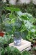 Monstera Deliciosa XL (4).JPG