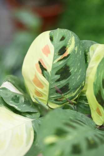 Maranta kerchoveana 'Variegata' (2).JPG