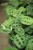 Maranta kerchoveana 'Variegata' (3).JPG