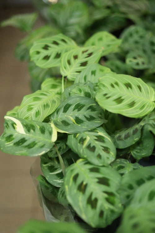 Maranta kerchoveana 'Variegata' (3).JPG
