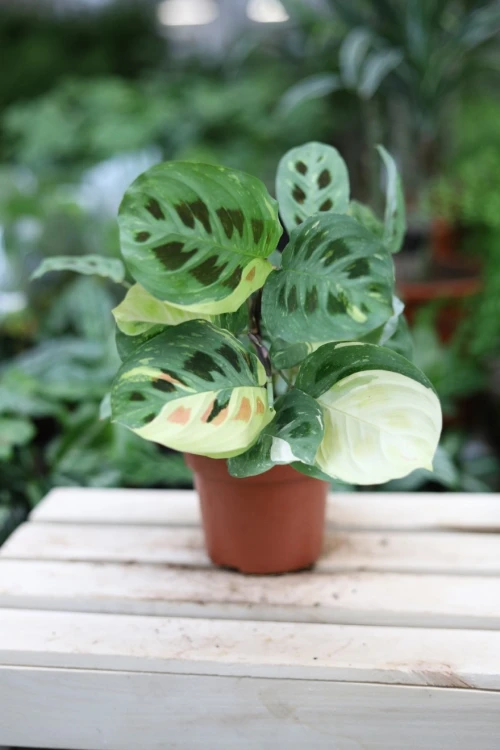 Maranta kerchoveana 'Variegata' (4).JPG