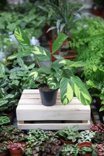 Ctenanthe lubbersiana ‘Golden Mosaic’  (1).JPG