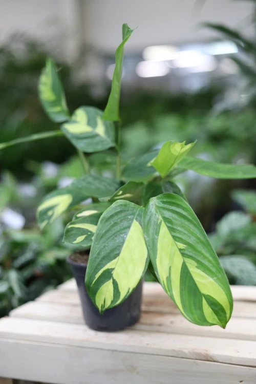 Ctenanthe lubbersiana ‘Golden Mosaic’  (2).JPG