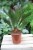 Cycas Revoluta (Cykas, Sagowiec odwinięty) (1).JPG