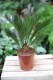 Cycas Revoluta (Cykas, Sagowiec odwinięty) (1).JPG