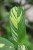 Ctenanthe lubbersiana ‘Golden Mosaic’  (4).JPG